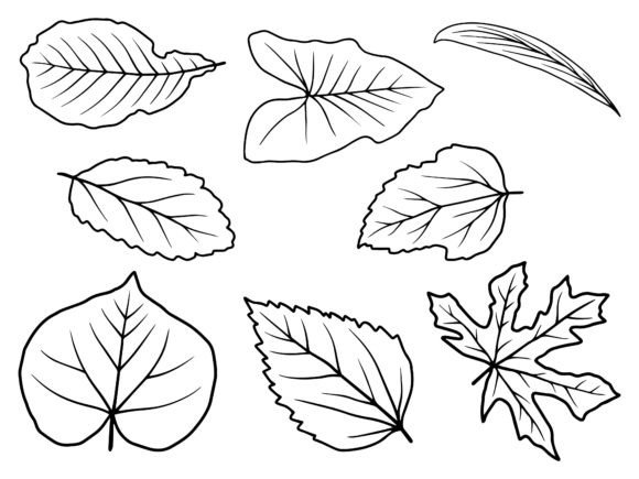 Download Hand Drawn Leaf Line Art Illustration - Premium Resources
