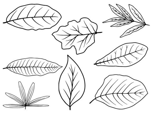 Download Hand Drawn Leaf Line Art Illustration - Premium Resources